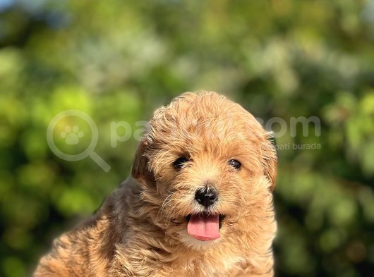 Show Kalite Maltipoo Bebekler görsel