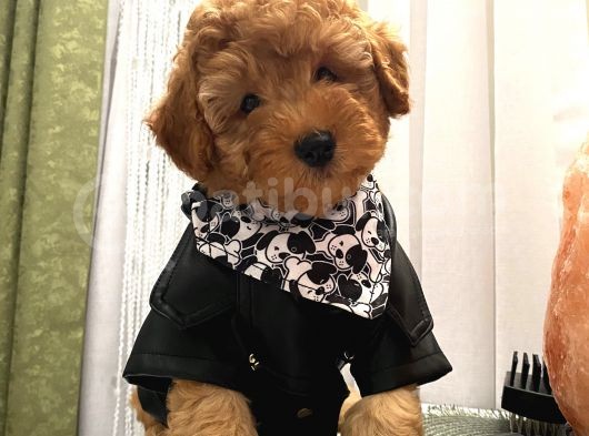 Model Toypoodle Bebekler görsel