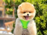 Safkan Pomeranian Boo Yavrularımız
