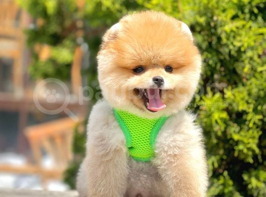 Safkan Pomeranian Boo Yavrularımız