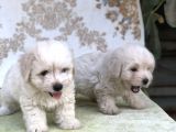 Kar Topu Minyatür Boy Maltese Bebeklerimiz