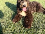 Dev Boy Bernedoodle Di̇zayn Irk Bebekler