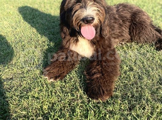 Dev Boy Bernedoodle Di̇zayn Irk Bebekler