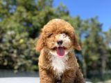 Özel Renk Red Malti̇poo Yavrumuz