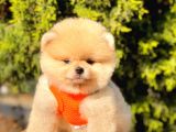 Safkan Pomeranian Boo Yavrularımız