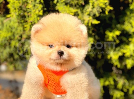 Safkan Pomeranian Boo Yavrularımız görsel