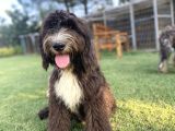 Dev Boy Bernedoodle Di̇zayn Irk Bebekler