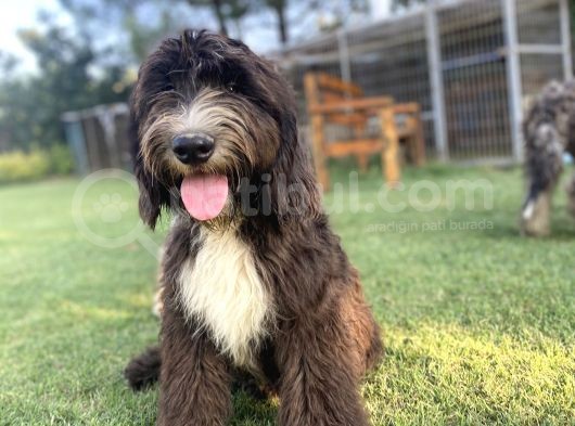 Dev Boy Bernedoodle Di̇zayn Irk Bebekler görsel