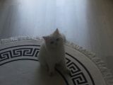 Çinçila