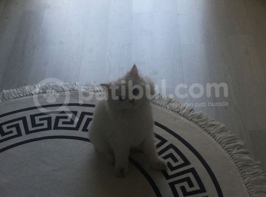 Çinçila