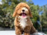 Özel Renk Red Malti̇poo Yavrumuz