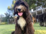 Dev Boy Bernedoodle Di̇zayn Irk Bebekler