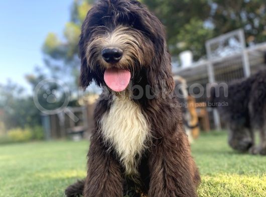 Dev Boy Bernedoodle Di̇zayn Irk Bebekler görsel