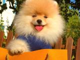 Show Kali̇te Pomerani̇an Boo Yavrular