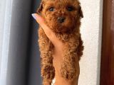 Model Toypoodle Bebekler