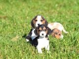 Irk ve Sağlık Garantili Beagle Yavrular