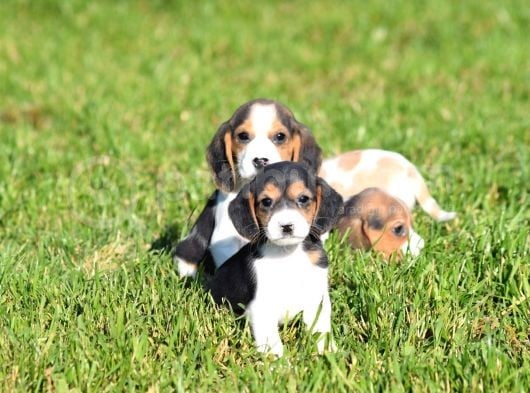 Irk Ve Sağlık Garantili Beagle Yavrular