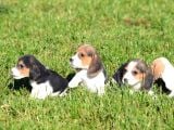 Irk Ve Sağlık Garantili Beagle Yavrular