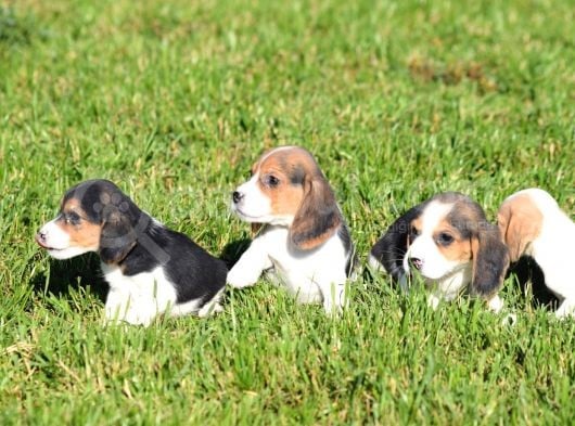 Irk Ve Sağlık Garantili Beagle Yavrular görsel