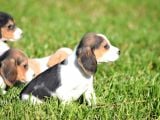 Irk Ve Sağlık Garantili Beagle Yavrular