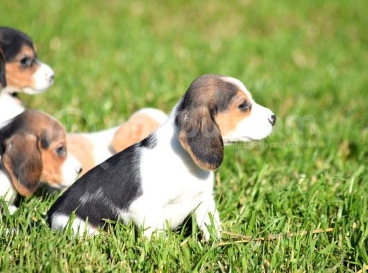 Irk Ve Sağlık Garantili Beagle Yavrular görsel