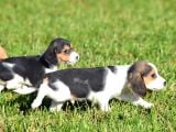 Irk Ve Sağlık Garantili Beagle Yavrular