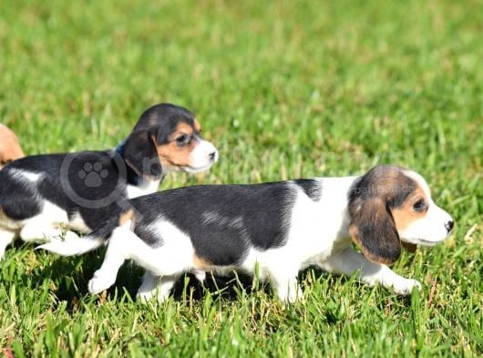 Irk Ve Sağlık Garantili Beagle Yavrular görsel