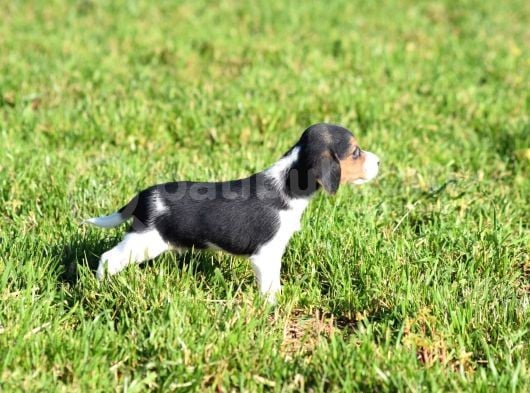 Irk Ve Sağlık Garantili Beagle Yavrular görsel