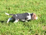 Irk Ve Sağlık Garantili Beagle Yavrular