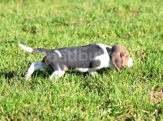 Irk Ve Sağlık Garantili Beagle Yavrular görsel