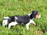 Irk Ve Sağlık Garantili Beagle Yavrular