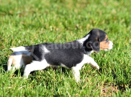 Irk Ve Sağlık Garantili Beagle Yavrular görsel