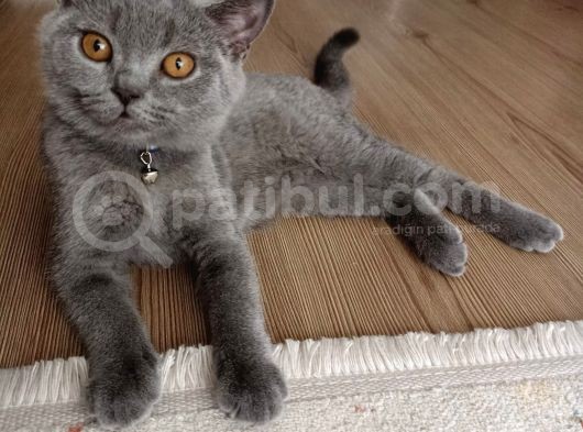 Orijinal Top Kafa görsel