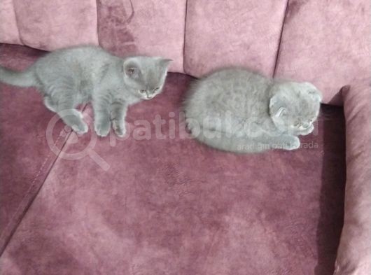Boncuklarim Sahiplerini Bekliyor