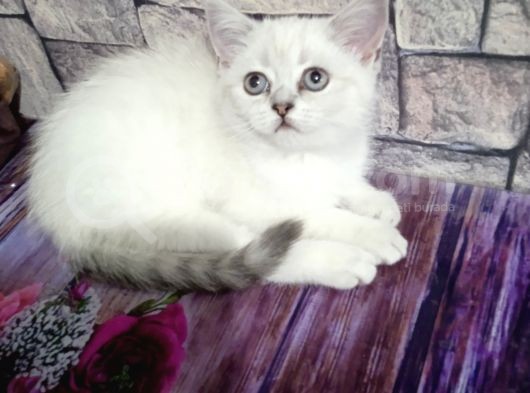Scotish Fold Ve British Shorthair Bluepoint Yavrular görsel