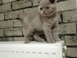 Scotish Fold Ve British Shorthair Bluepoint Yavrular