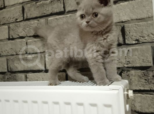 Scotish Fold Ve British Shorthair Bluepoint Yavrular görsel