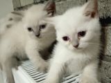 Scotish Fold Ve British Shorthair Bluepoint Yavrular