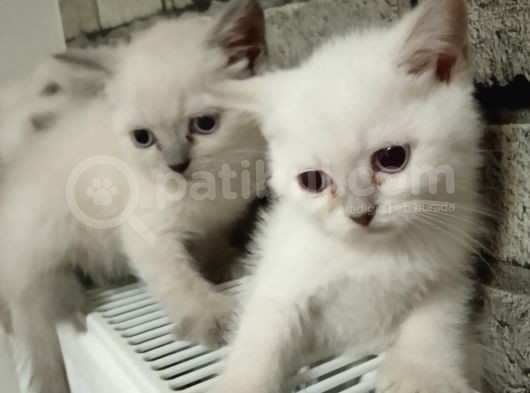 Scotish Fold Ve British Shorthair Bluepoint Yavrular görsel