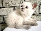 Scotish Fold ve British Shorthair Bluepoint Yavrular
