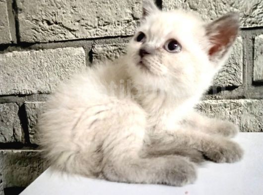 Scotish Fold Ve British Shorthair Bluepoint Yavrular