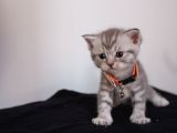 British Shorthair Erkek Bebekler Yeni Yuvalarını Arıyor