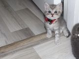 British Shorthair Erkek Bebekler Yeni Yuvalarını Arıyor
