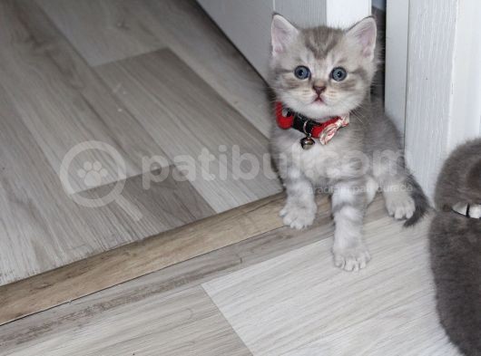British Shorthair Erkek Bebekler Yeni Yuvalarını Arıyor görsel