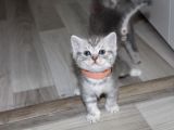 British Shorthair Erkek Bebekler Yeni Yuvalarını Arıyor