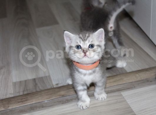 British Shorthair Erkek Bebekler Yeni Yuvalarını Arıyor görsel