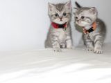 British Shorthair Erkek Bebekler Yeni Yuvalarını Arıyor