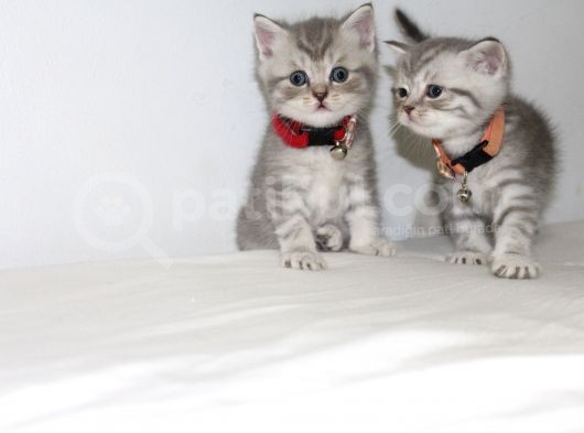 British Shorthair Erkek Bebekler Yeni Yuvalarını Arıyor görsel