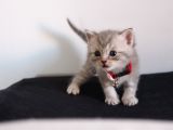 British Shorthair Erkek Bebekler Yeni Yuvalarını Arıyor