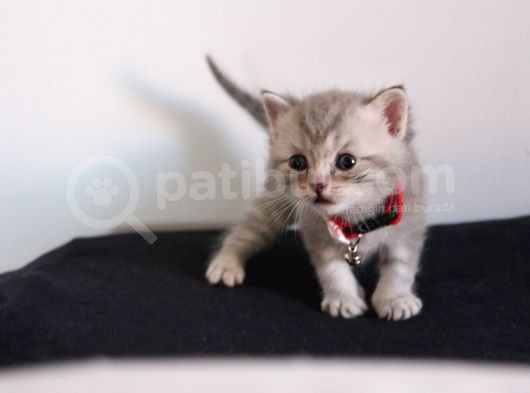 British Shorthair Erkek Bebekler Yeni Yuvalarını Arıyor görsel